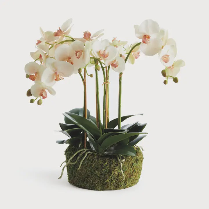 Phalaenopsis Orchid Bowl Drop-in 18.5"