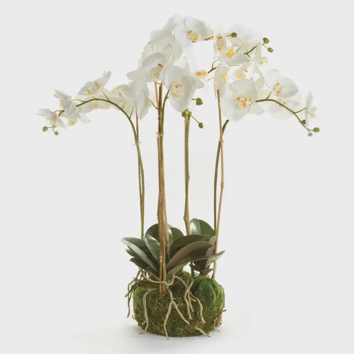 Phalaenopsis Orchid Bowl Drop-in 30"